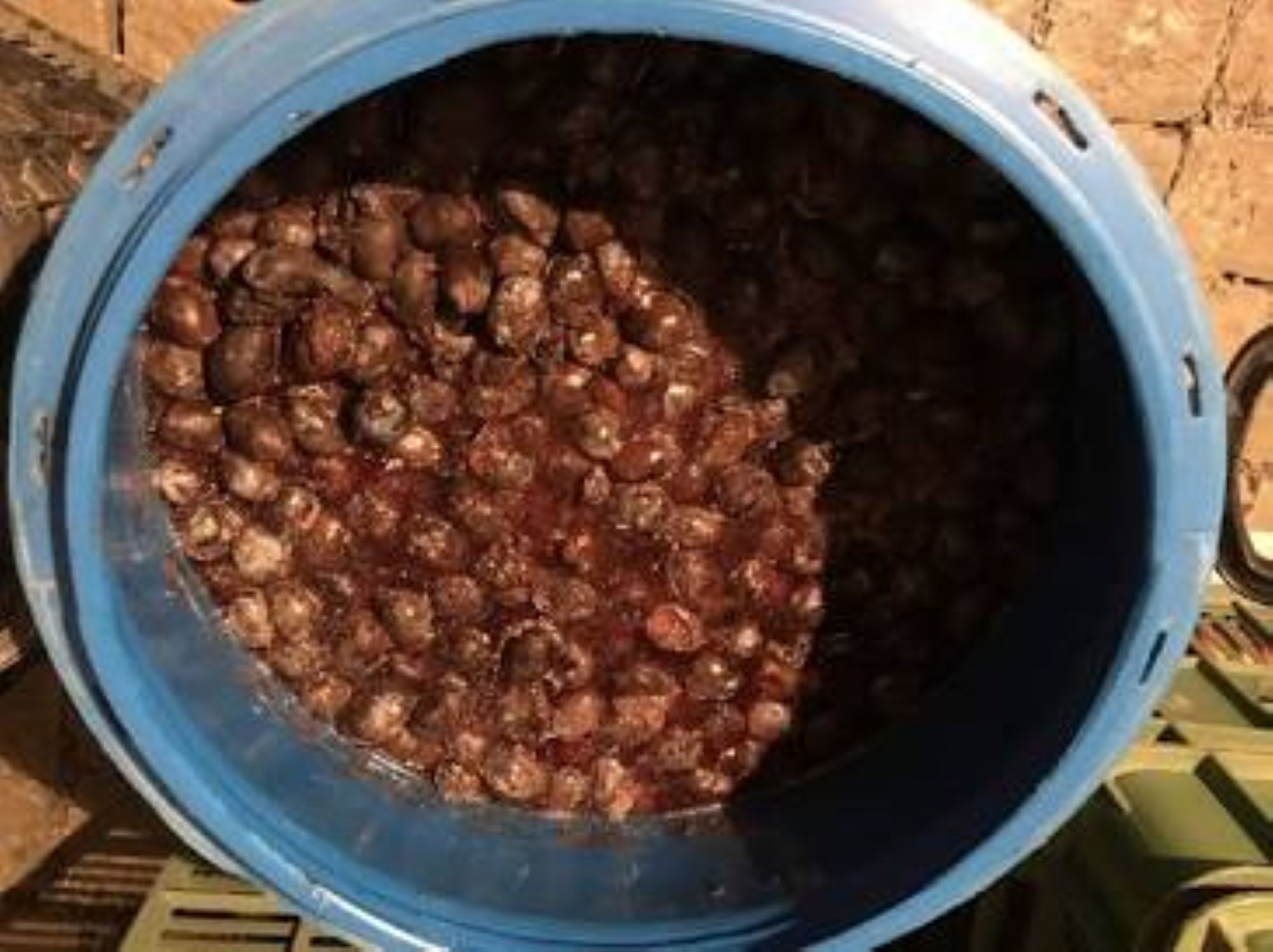 Kontrola ovocného kvasu v sudu